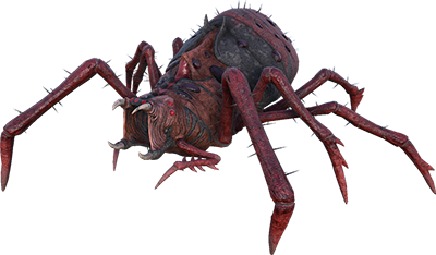 Araneo