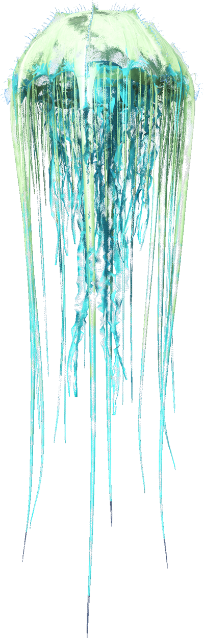 Cnidaria