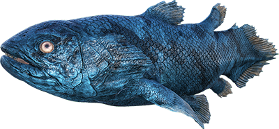 Coelacanth