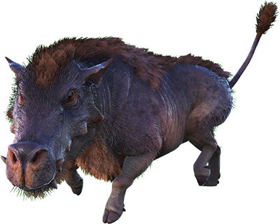 Daeodon