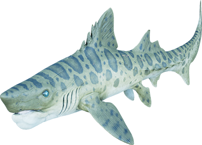 Helicoprion