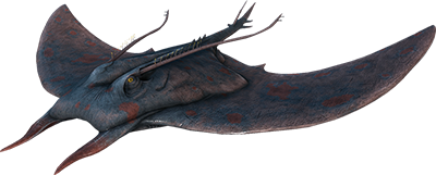 Manta